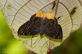 Image result for Trichoneura