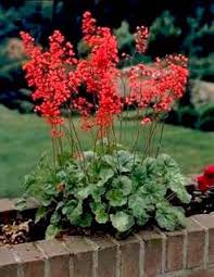 Heuchera Pluie De Feu Verschoor Horticulture Distanza media di piantagione tra le piante: heuchera pluie de feu verschoor