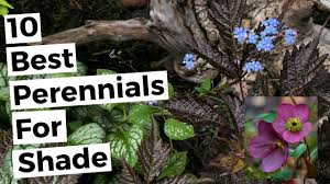 Maybe you would like to learn more about one of these? 10 Best Perennials For Shade Whats Ur Home Story