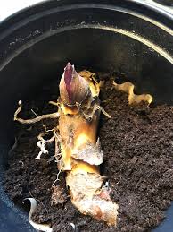 How much winter care your canna lilies (canna spp.) need depends on your hardiness zone. Time To Pot Up Your Overwintered Canna Lily Bulbs Susan S In The Garden
