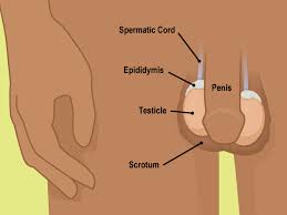 Screeningexternal icon means checking your body for cancer before you have symptoms. How To Do A Testicular Self Exam Slideshow For Teens Nemours Kidshealth