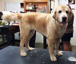The undercoat of double coated dogs grows in much faster then the over coat. Golden Retriever Haircuts Pictures Novocom Top