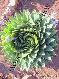 Image result for Aloe aculeata × globuligemma