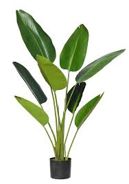 Giant Bird Of Paradise Houseplant Rogue Giant Bird Of Paradise Plant Green In 2020 Paradise Plant Birds Of Paradise Plant Plants