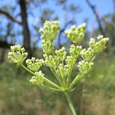 Image result for Wajira grahamiana