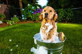 What can i use to bathe my dog. How Often Should I Bathe My Dog Canna Pet
