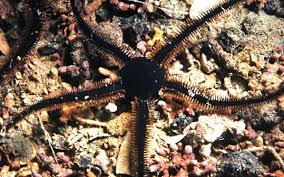 Mempunyai lima pasang garis kaki tabung dan duri panjang yang dapat digerakkan. Bintang Ular Laut Anatomi Dan Contoh Spesiesnya Dosenbiologi Com