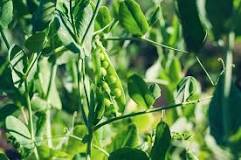 When should peas be fertilized?