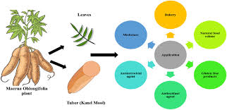 Image result for Maerua edulis