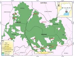 Image result for Oxygonum buchananii