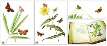 Check spelling or type a new query. From Oak Woods And Swamps The Butterflies Recorded In Georgia By John Abbot 1751 C 1840 Based On His Drawings And Specimens