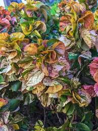 Image result for Acalypha bipartita