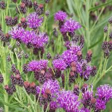 Image result for Vernonia muelleri
