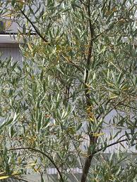 オリーブの黄色い葉の季節 Olive Gardening過去ログ倉庫