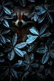 Karen Cantuq 091 Animal Wallpaper Animal Art Cute Animals Wallpaper