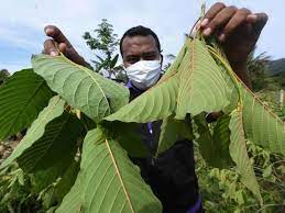 Khasiat daun sirih merah juga tak kalah hebat dari daun sirih hijau yang biasa. Lucut Hak Tanah Jika Terus Tanam Ketum Felda