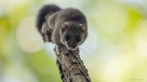 Image result for Glinus hirtus