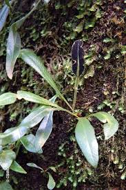 Image result for Elaphoglossum kivuense