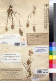 Image result for Harpachne schimperi