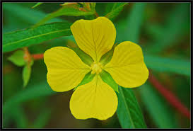 Image result for Onagraceae