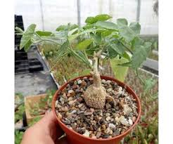 Image result for Kedrostis foetidissima