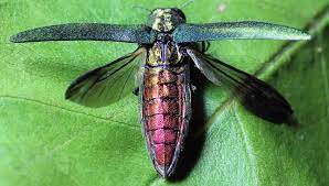 Ash Borer Treatment Is Up To 95 Effective