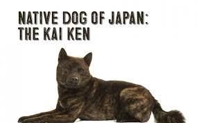 Coloring can be gray brindle, black brindle, and red brindle (which is very rare). The Japanese Kai Ken Dog My First Shiba Inu