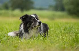 Shetland sheepdog shetland sheepdog, aka sheltie, is an important breed of collies, and a small to medium sized herding dog originated in scotland. Rasseportrait Hute Und Hirtenhunde Von Doris Roth Easy Dogs