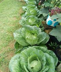 Untuk menanam cabai rawit, anda perlu ukuran pot minimum 5 liter. Suri Rumah Jana Rm300 Sehari Jual Tanaman Sayur Di Laman Rumah Free Malaysia Today Fmt