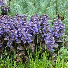 Image result for Ajuga
