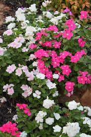 California gardens is the growing source for information on plants and gardening in california. Vincas Also Called Periwinkles Area Ll Over La And Bloom Year Round There A Sturdy Bedding Plant That L Ornamental Plants Annual Flower Beds Front Flower Beds