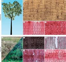 Wood Anatomical Diversity Results From Force Of Habit And Shifts In Habitat Botany One Plant Structure Habitats Botany