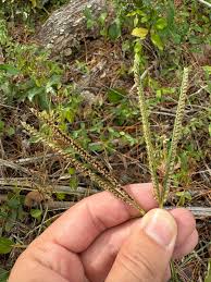 Image result for Eustachys