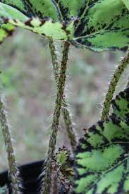Eyelash Begonia Stems Coolest Leaves And Stems In The World Begonia Flowers Plants