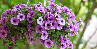 Create a vertical garden