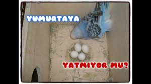 Yumurtlayan Kusun Yumurtaya Yatmama Durumu Youtube