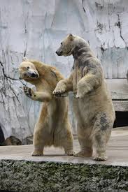 Polar Bears Wonders Of Wildlife Animaux Ours Polaire Ours Blanc