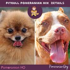 Pomeranian Mixed With Pitbull: Full Important Details and Facts