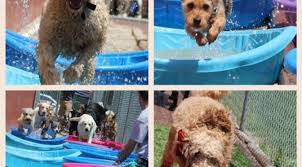 Where pets go on holiday! 4 Paws Playhouse Cage Free Boarding Doggie Daycare Services