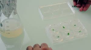 Maybe you would like to learn more about one of these? Celtosome Plant Cells Technology Youtube
