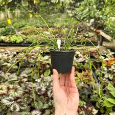 Image result for Cynanchum gerrardii