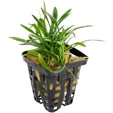 Unlike most other crypts, it does not significantly alter appearance when changing from its emerged to submerged form. Cryptocoryne Parva Zwerg Wasserkelch