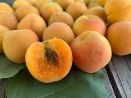 Maybe you would like to learn more about one of these? Blenheim Apricot Apricot Tree From Paradise Nursery