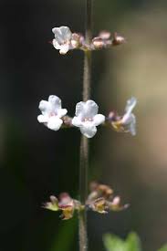 Image result for Endostemon obtusifolius