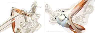 The Daily Bandha Protecting Your Knee In Pigeon Pose