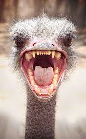 Creepy Bird With Big Mouth An Ostrich With Teeth Terrifying Scary Birds Angry Animals Cute Animal Pictures
