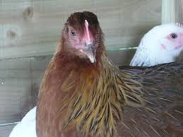 Large darker brown welsummer eggs. Welsummer Chickens Summarized By Plex Page Content Summarization