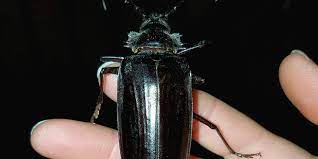 (green beetle) escarabajo verde nm + adj mf: Arizona Overrun By Giant Flying Beetles In Search Of Love