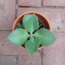 Image result for Bryophyllum