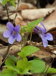 It flowers from midsummer until frost with tall spikes of blue flowers. Viola Plant Wikipedia